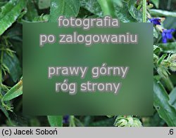 Anchusa azurea (farbownik lazurowy)