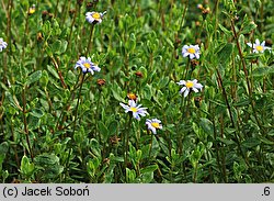 Felicia amelloides (felicja gawędkowa)