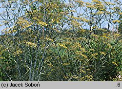 Foeniculum vulgare Purpureum