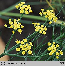 Foeniculum vulgare (fenkuł włoski)