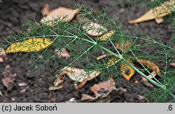 Foeniculum vulgare (fenkuł włoski)