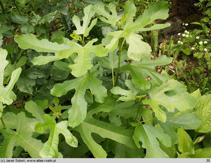 Ficus carica