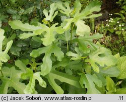 Ficus carica