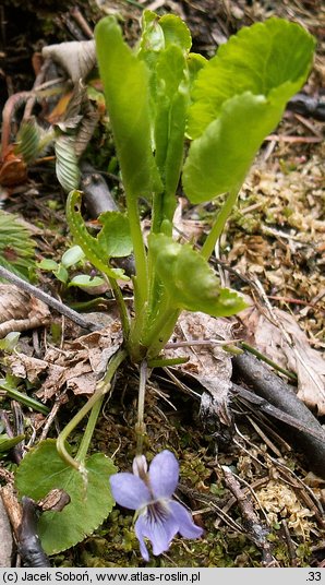 Viola porphyrea