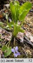 Viola porphyrea