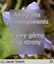 Viola porphyrea