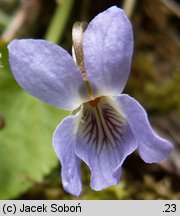 Viola porphyrea