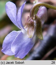 Viola porphyrea