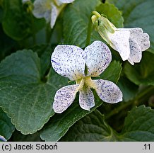 Viola sororia Freckles