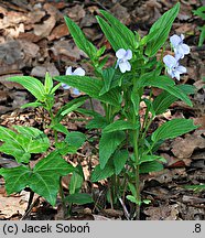 Viola elatior (fiołek wyniosły)