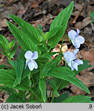 Viola elatior (fiołek wyniosły)