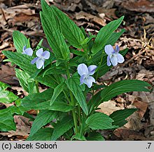 Viola elatior (fiołek wyniosły)