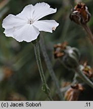 Lychnis coronaria (firletka kwiecista)