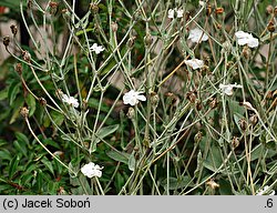 Lychnis coronaria (firletka kwiecista)