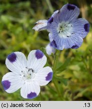 Phlox drummondii