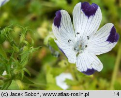 Phlox drummondii