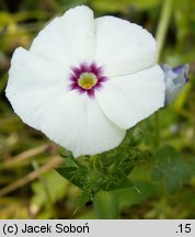 Phlox drummondii