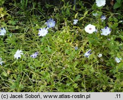 Phlox drummondii