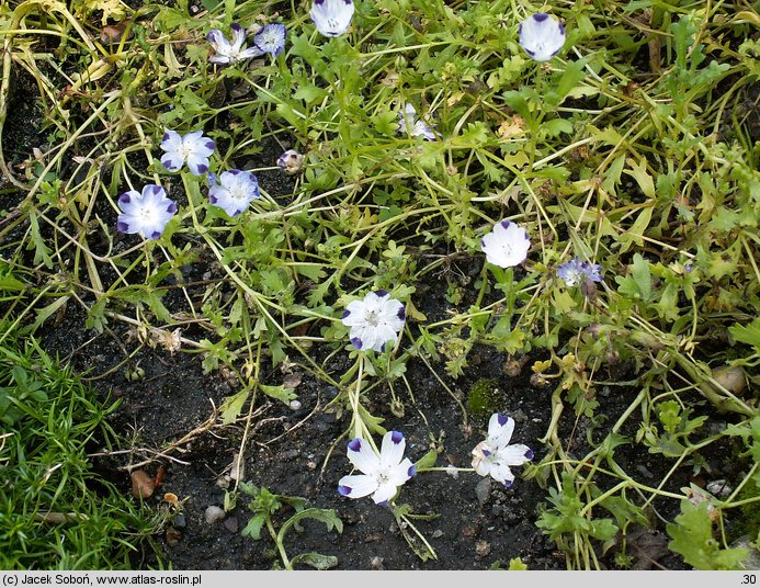 Phlox drummondii