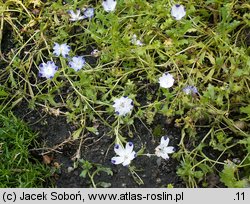 Nemophila maculata (porcelanka plamista)