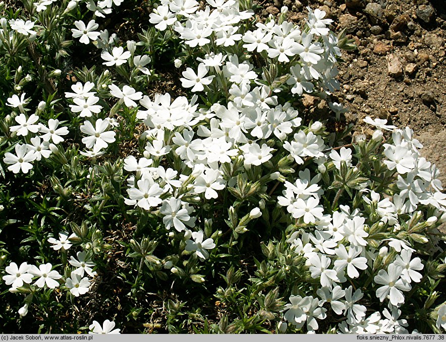 Phlox nivalis (floks śnieżny)