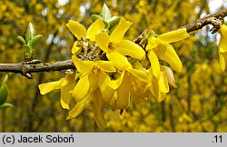 Forsythia ovata (forsycja koreańska)