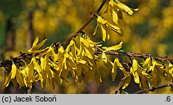 Forsythia viridissima (forsycja zielona)