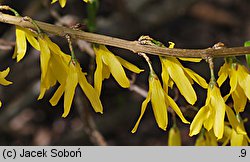 Forsythia viridissima (forsycja zielona)