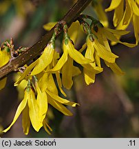 Forsythia viridissima (forsycja zielona)