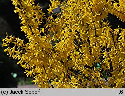 Forsythia ×intermedia (forsycja pośrednia)