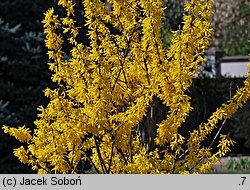 Forsythia ×intermedia (forsycja pośrednia)