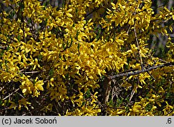 Forsythia ×intermedia (forsycja pośrednia)