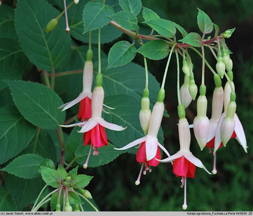 Fuchsia La Perle