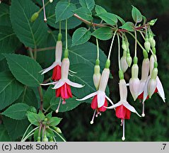 Fuchsia La Perle