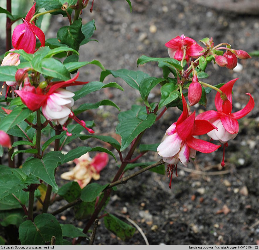 Fuchsia Prosperity