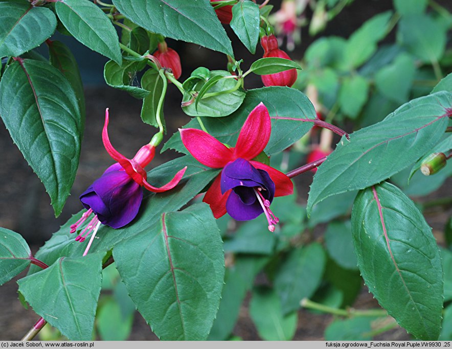 Fuchsia Royal Puple