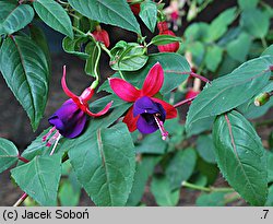 Fuchsia ×hybrida (fuksja ogrodowa)