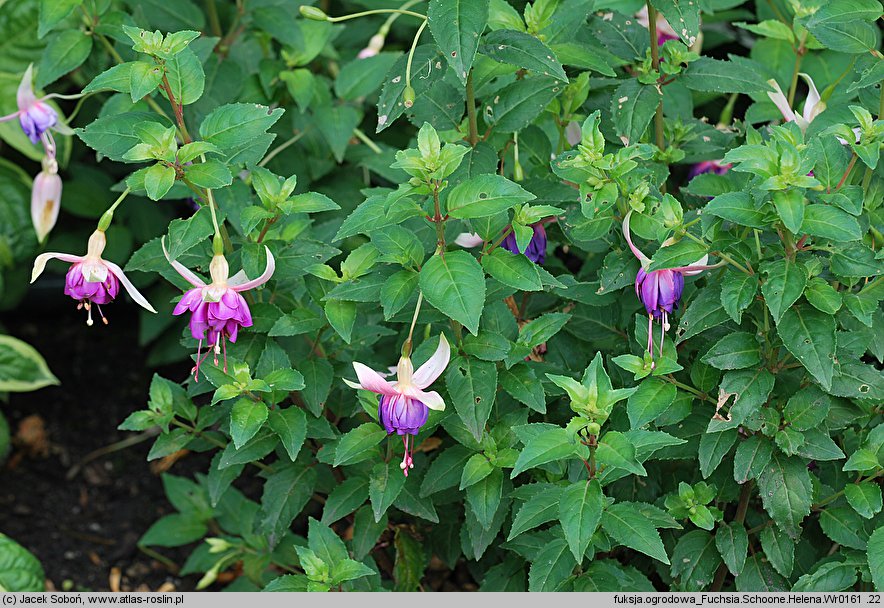 Fuchsia Schoone Helena