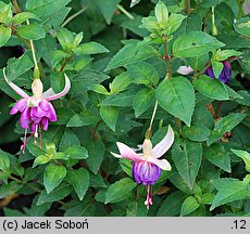 Fuchsia Schoone Helena