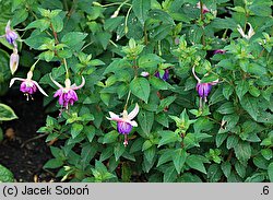 Fuchsia Schoone Helena