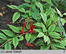 Fuchsia regia