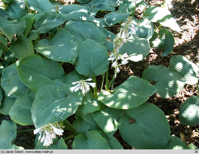 Hosta Sieboldiana