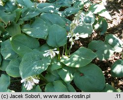 Hosta Sieboldiana