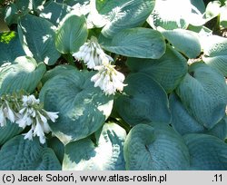 Hosta Sieboldiana