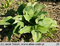 Hosta Sieboldiana