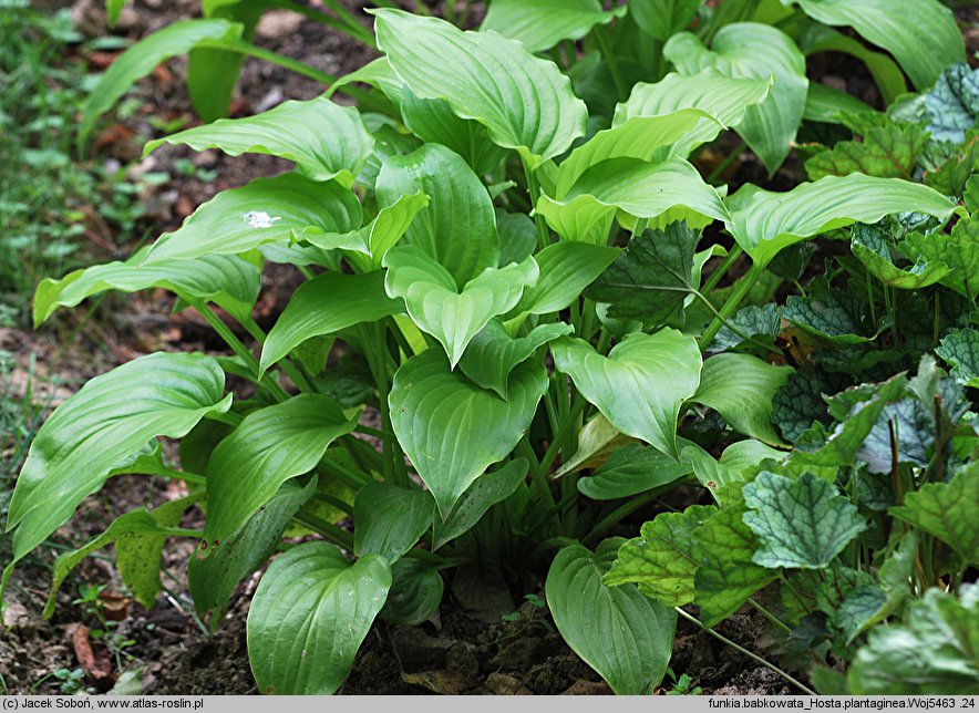Hosta plantaginea (funkia biała)