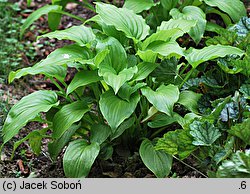 Hosta plantaginea (funkia biała)