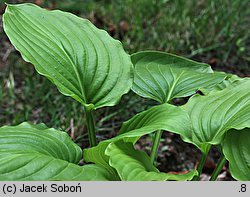 Hosta plantaginea (funkia biała)