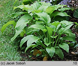 Hosta plantaginea (funkia biała)