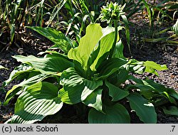 Hosta longipes (funkia długoszypułkowa)